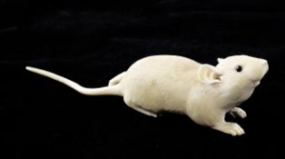 A Japanese ivory model of a rat, early 20th century, with horn inset eyes, crouching with its tail