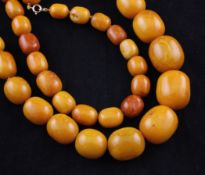 A single strand graduated yellow amber bead necklace, with two 9ct gold clasps (to make two