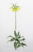 Elizabeth Blackadder (1931-)lithograph,Fritillaria Imperialis `Lutea Maxima`,signed in pencil, 41/