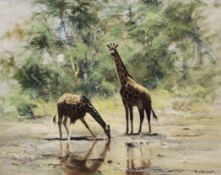 § David Shepherd (1931-)oil on canvas,Giraffes at a watering hole,signed and dated `63,14 x 18in.