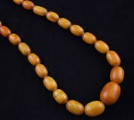 A single strand graduated yellow amber bead necklace, with gilt clasp, gross 71 grams, 28in.