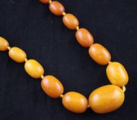 A single strand graduated yellow amber bead necklace, with gilt metal clasp, gross weight 65 grams,