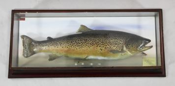 A P.D. Malloch taxidermic brown trout, mounted within a glazed case, with a label inscribed `Killed