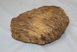 A mammoth`s tooth, 9in.