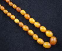 A single strand graduated amber bead necklace, with gilt metal barrel clasp, gross weight 19 grams,