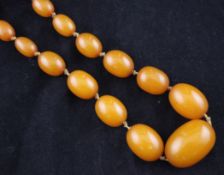 A single strand graduated yellow amber bead necklace, with gilt metal barrel clasp, gross weight 63