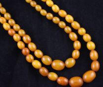 A double strand graduated yellow amber bead choker necklace, with gilt metal clasp, gross weight 52