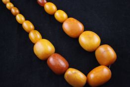 A single strand graduated yellow amber bead necklace, with gold plated clasp, gross 105 grams,