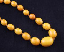 A single strand graduated yellow amber bead necklace, with gilt metal clasp, gross 82 grams, 39in.