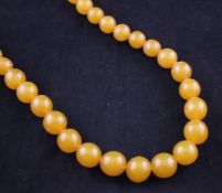 A single strand graduated yellow amber bead necklace, gross 71 grams, 22in.