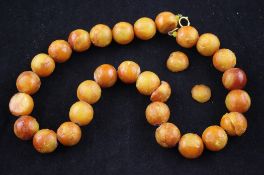 A single strand yellow amber bead necklace, with gilt metal clasp (a.f.), gross weight 42 grams.