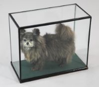 A taxidermic standing grey Pomeranian dog, within glazed case, 17.25in.