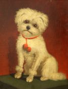 19th century English Schooloil on canvas,Portrait of a Maltese terrier,15 x 12in.
