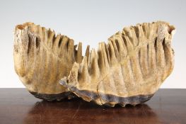 Two mammoth teeth, largest 12.5in.