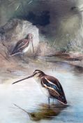 Charles Whymper (1853-1941)watercolour,Snipe beside a stream,signed,14 x 10in.