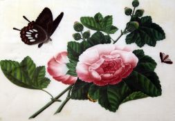 A set of twelve Canton pith paintings of butterflies and flowers, early 19th century, later