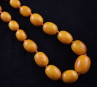 A single strand graduated amber bead necklace, gross weight 91 grams, 16.25in.