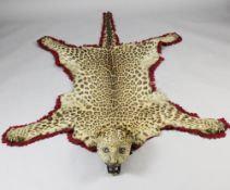 A leopard skin rug by Van Ingen & Van Ingen of Mysore, the full head with open jaw and stitched with