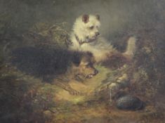 Edward Armfield (1817-1896)oil on canvas,Terriers beside a rabbit hole,12 x 16in.; unframed