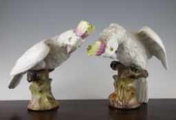 A pair of Sitzendorf porcelain models of cockatoos, late 19th century, each bent forward and perched
