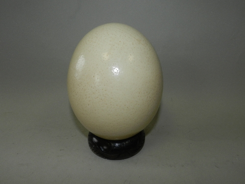An ostrich egg on a hardwood ring stand