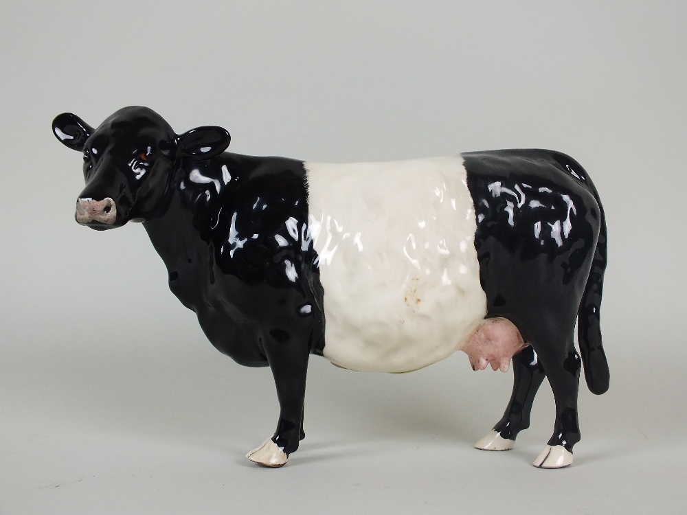 A Beswick model of a Belted Galloway Cow in gloss, designed by Ronald Donaldson, issued 2001-2002,