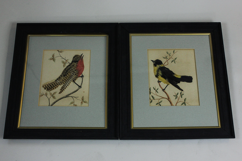 A pair of real feather bird pictures of Morisco and Calandria (framed), 37cm by 32cm, another pair