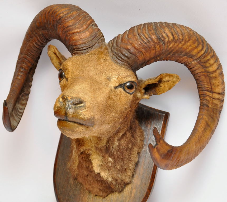 MOUNTED TAXIDERMY SPECIMEN OF A RAMS HEAD - Image 2 of 2