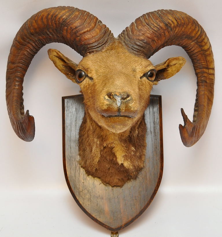 MOUNTED TAXIDERMY SPECIMEN OF A RAMS HEAD