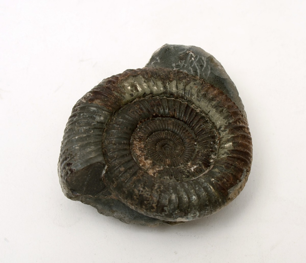 dactylioceras ammonite fossil 180million years old