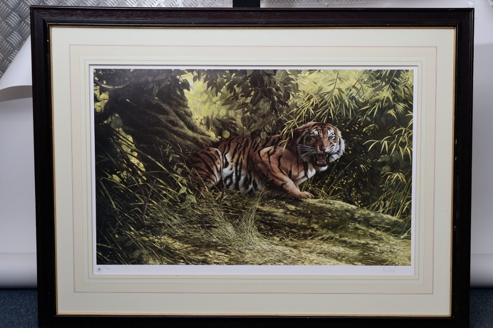 spencer hodge framed ?eye of the tiger? limited edition print  739 of 850