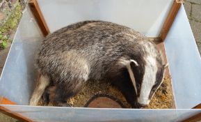 Taxidermy badger