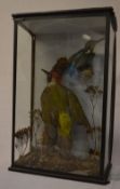 Cased taxidermy Kingfisher & Green Woodpecker, with label to rear 'H.H Kew. Hair dresser & animal