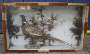 Cased taxidermy pheasant