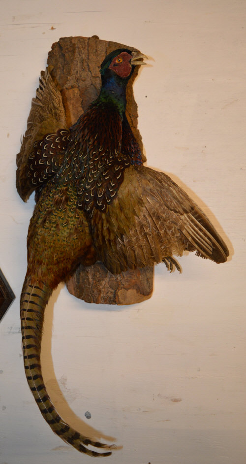 Taxidermy pheasant mounted on a tree bark base