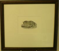 Framed wood block engraving of a pig by Thomas Bewick