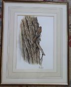 Watercolour of a tree creeper by Miles Hopper (former Barton-upon-Humber Artist/Ornithologist)