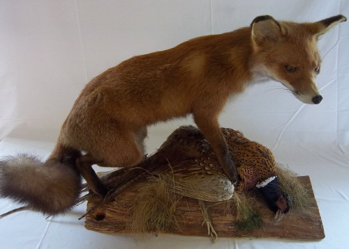 Taxidermy fox and pheasant