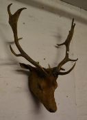 Wall mounted stags head