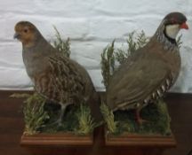 Pr of taxidermy partridge