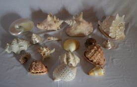 Various decorative sea shells