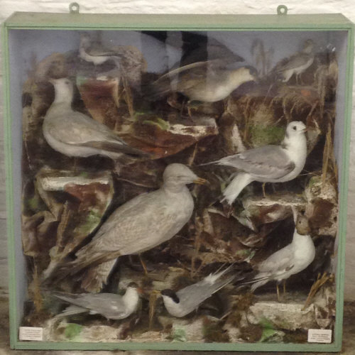 Lge case of taxidermy sea birds on a cliff face