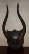 Pair of mounted animal horns