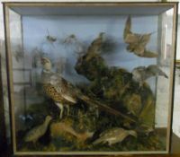 Taxidermy case of birds