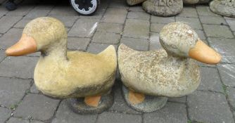 Pr of concrete ducks