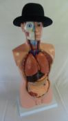 Adam Rouilly style anatomical torso 85cm tall dissectible into 21 parts