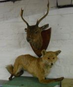 Taxidermy deer head on shield plaque & a taxidermy fox