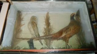 Taxidermy pheasant & owl in glass case