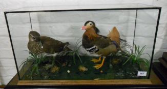 2 taxidermy ducks in glass case