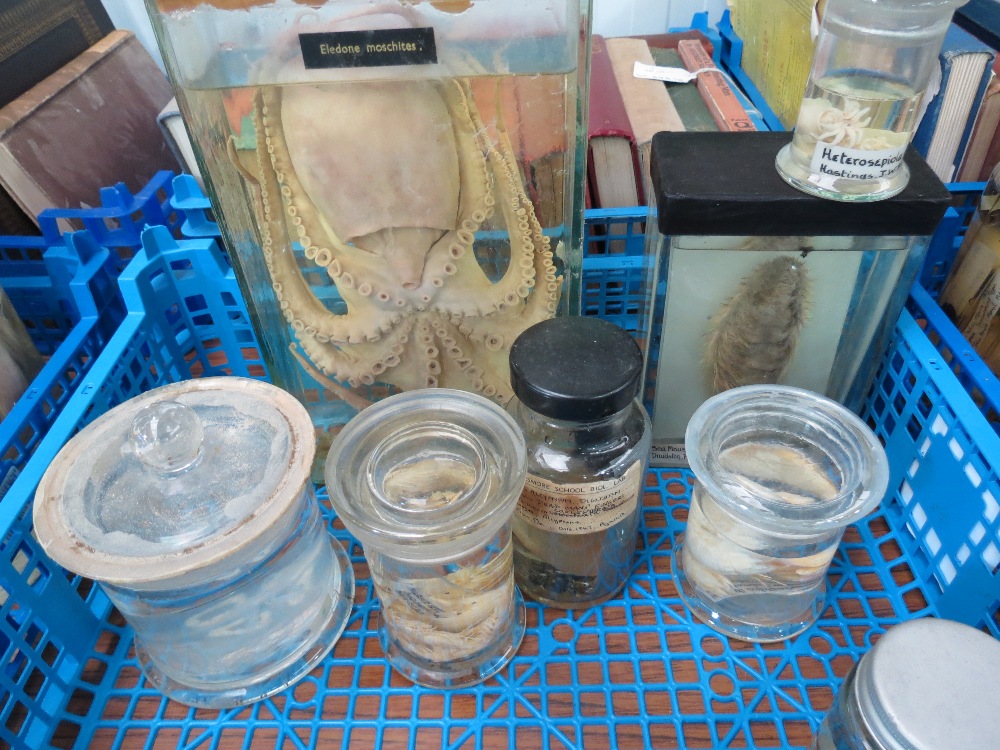 A pickled octopus together with other a collection of sea creatures such as an 'Aurelia' jelly fish,